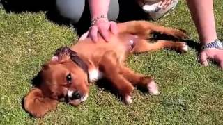 12 week old Cavalier King Charles Spaniel [upl. by Rawde846]