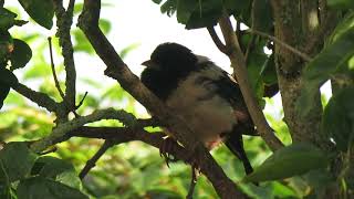 Rosy Starling Pastor roseus Roze Spreeuw Texel NH the Netherlands 11 Oct 2024 33 [upl. by Eiramasil]