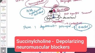 Succinylcholine  Depolarizing neuromuscular blockers neurology 170  First Aid USMLE Step 1 [upl. by Acirtap893]