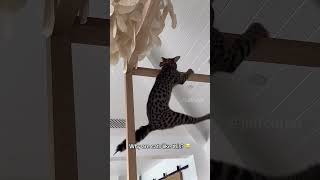 shortvideo cat mycatchannel funny catchannel yourcat funnycats petschannel yourpet pets [upl. by Alemat]