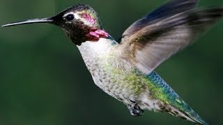 Slow Motion Hummingbirds  Slo Mo  Earth Unplugged [upl. by Ainniz]