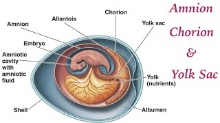 Amnion  Chorion  and Yolk Sac  By DrShrikant Kadam [upl. by Ysabel878]