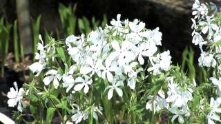 Growing Woodland Phlox [upl. by Airtemad]