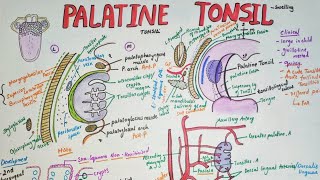 Palatine tonsils Anatomy  borders  blood supply clinical aspects [upl. by Isador121]