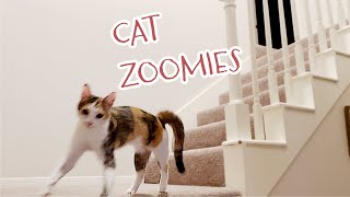 Cat Zoomies [upl. by Donatelli]