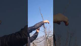 Apple Rootstock Pruning rootstock pruning apple [upl. by Norac]