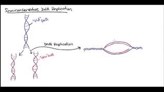 Semiconservative DNA replication [upl. by Wallace]