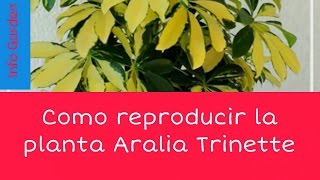 Como reproducir y cuidar la planta aralia trinette por esqueje [upl. by Ynnol]