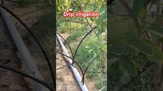 Drip irrigation system agriculture dripfarming dripirrigation farming farmer dripfarm drip [upl. by Gilbertine]