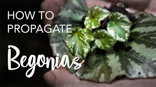 How to Propagate Begonias from leaves and stem cuttings [upl. by Lilyan]