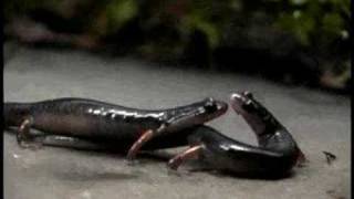 Salamander Courtship  Plethodon shermani phermone delivery [upl. by Natiha]