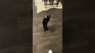 shortvideo funny petschannel yourpet cat pets catschannel [upl. by Nnaeitak]