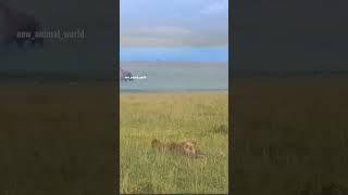 Animals fighting for survival emmrob1FunnyAnimalsShorts24animals wildanimals youtubeshorts [upl. by Ybloc]