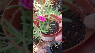 New plant Purslane flower propagate from cutting shortvideoph [upl. by Ledif761]