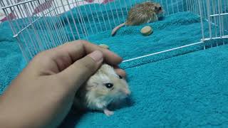 Cute Fat tail Gerbil Duprasi [upl. by Annav630]