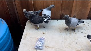 NEW Custom Pigeon Bands  Showing Youngsters [upl. by Assenat]