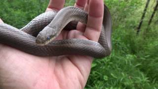 Field Herping Japan  Ratsnakes [upl. by Hsima]