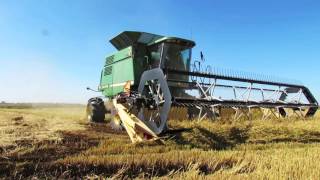 Calrose Rice Harvest [upl. by Shellie842]