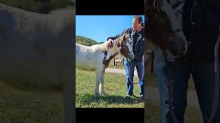 HF Dawns Millimillenary  Gypsyvanner horse horsefeathersfarm filly foal [upl. by Buttaro]