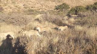 Tswalu Kalahari GR South Africa  Lioness amp her 7 cubs sort of 2017 Jul 03 [upl. by Adnalue407]