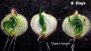 Growing halved onion time lapse [upl. by Egwan]