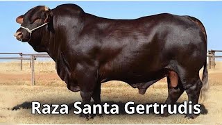 Raza de ganado Santa Gertrudis un Legado de Historia Evolución y Características Únicas [upl. by Bj]