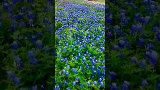 Texas BLUEBONNET Season 🦋 spring flower beautiful photography beyonce texasholdem shorts [upl. by Mireielle789]