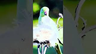 Ringnecked parakeet at Lesnes Abbey London wildlife birds [upl. by Malloy]