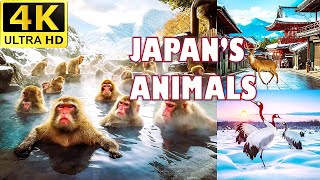 Japans Wildlife  4K Snow Monkeys Sika Deer and RedCrowned Cranes in Stunning 4K [upl. by Derwon]