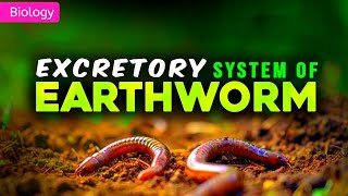 EXCRETORY SYSTEM OF EARTHWORM CLASS 11 NEET  3D ANIMATION  PWNEETWallah [upl. by Mcconaghy]