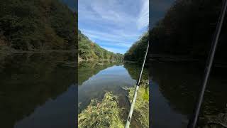 Strike King Bitsy Bug fishing shorts youtubeshorts ytshorts short subscribe foryou love [upl. by Rodmun]