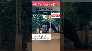 එයාව මෙල්ල කරගන්න තියෙන අමාරුව 💔 Angry Elephant 😠  shorts india srilanka elephant [upl. by Burack]