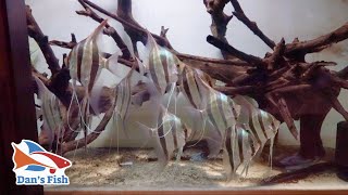 Altum Angelfish Breeding Facility Tour with Shoreline Aquatics [upl. by Petta]