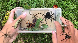 hunting insect in the wild‼️catch weaver spider lappet caterpillar grasshopper jump spider [upl. by Byran85]