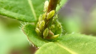 Aphids on Honeyberry  A Good Thing  Haskap [upl. by Annerol]