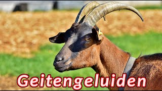 Geitengeluiden 🐐 de geluiden die een geit maakt [upl. by Rangel]