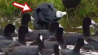 When different animals find the best ways to be buddies 🤣 NEW Funny animal videos [upl. by Daile177]