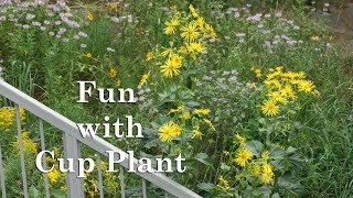 Fun with Cup Plant [upl. by Enerahs]