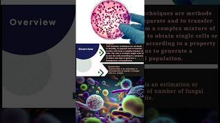 Isolation and Enumeration of Bacteria and Fungi  Ecoli  Aspergillus bacteria science cfu [upl. by Norek]