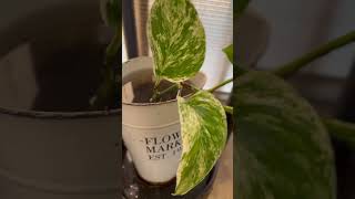 MARBLEQUEEN POTHOS KOKEDAMA [upl. by Hplar]