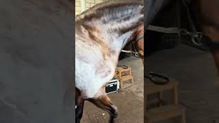 Why do Horses sweat foam science facts shorts [upl. by Isyed]