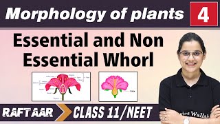 Morphology in Plants 04  Essential amp Non Essential Whorl  Class 11NEET  RAFTAAR [upl. by Atteuqram]