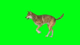 Green Background No Copyright Green Screen [upl. by Anaujik]