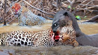 Leopard And Crocodiles Fail Miserably When They Want To Kill The Ferocious Underwater Otters [upl. by Nwahsyt]