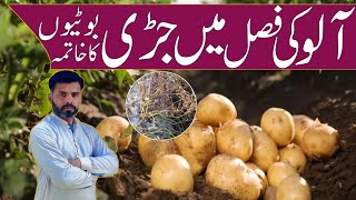 Weed Control in potato crop  Farming Expert 786 [upl. by Saffian]