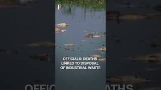 Brazil Tons of Dead Fishes Cover River in Sao Paulo  Subscribe to Firstpost [upl. by Alvan]