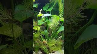 Aufstellung 60x30x30 Aquarium mit Papageienplaty  Xiphophorus variatus mit Anubias barteri [upl. by Bobbee]