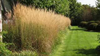 Calamagrostis acutiflora Karl Foerster [upl. by Wooldridge]