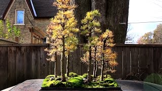 Larch Forest Overwintering bonsai trees Nov 2014 [upl. by Ogram]