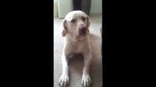 My Dogs Head Shake Idiopathic Head Tremor or Focal Seizure [upl. by Nick]